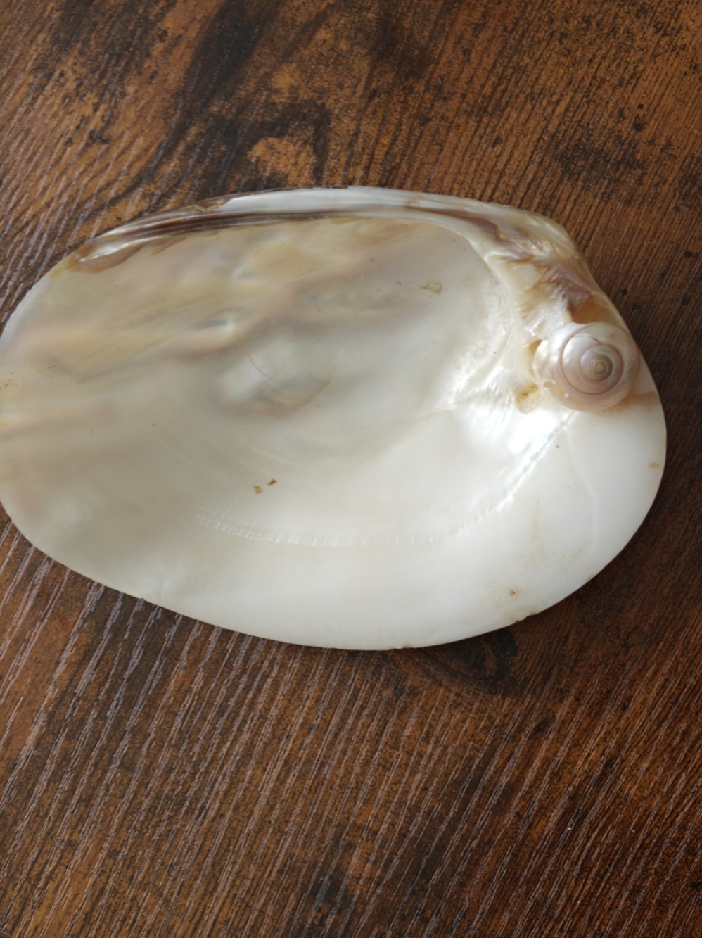 polished Mother of Pearl seashell Smudge Soap Jewelry Dish  6 X 4.5"